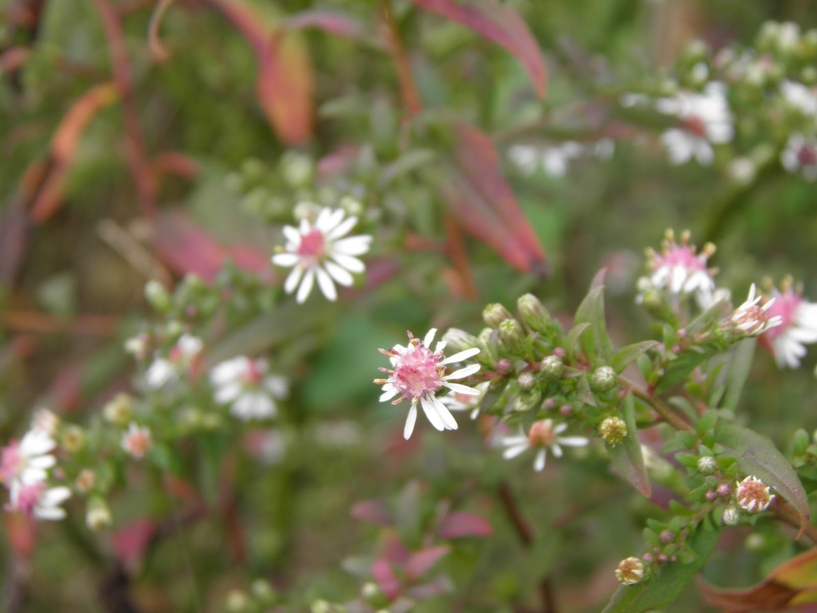 Mon Jardin Quercynois Premieres Scenes Automnales