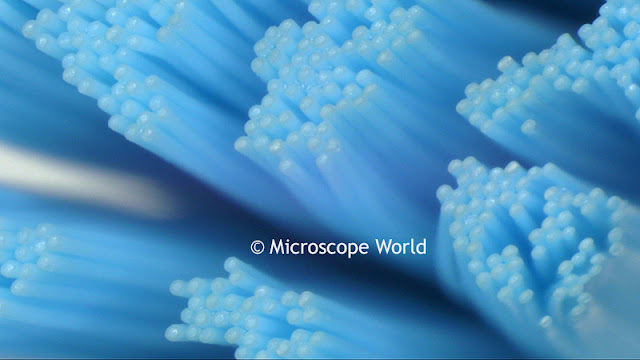 Microscope World image of a toothbrush captured at 10x magnification.