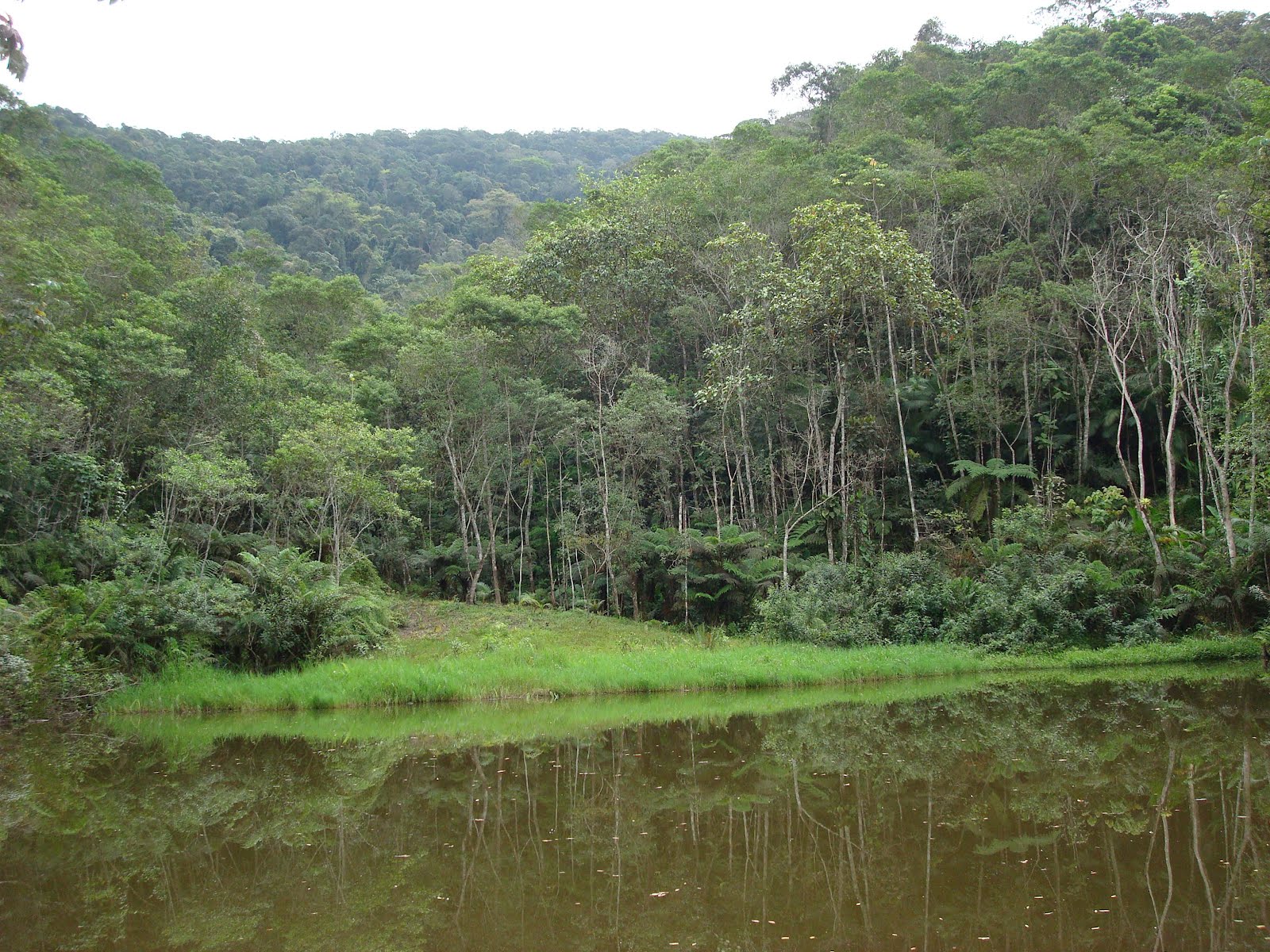 Em Um Sitio Ha 12 árvores - BRAINCP