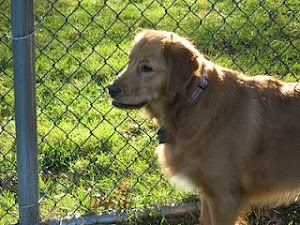 Too Darn Cute - 3rd place