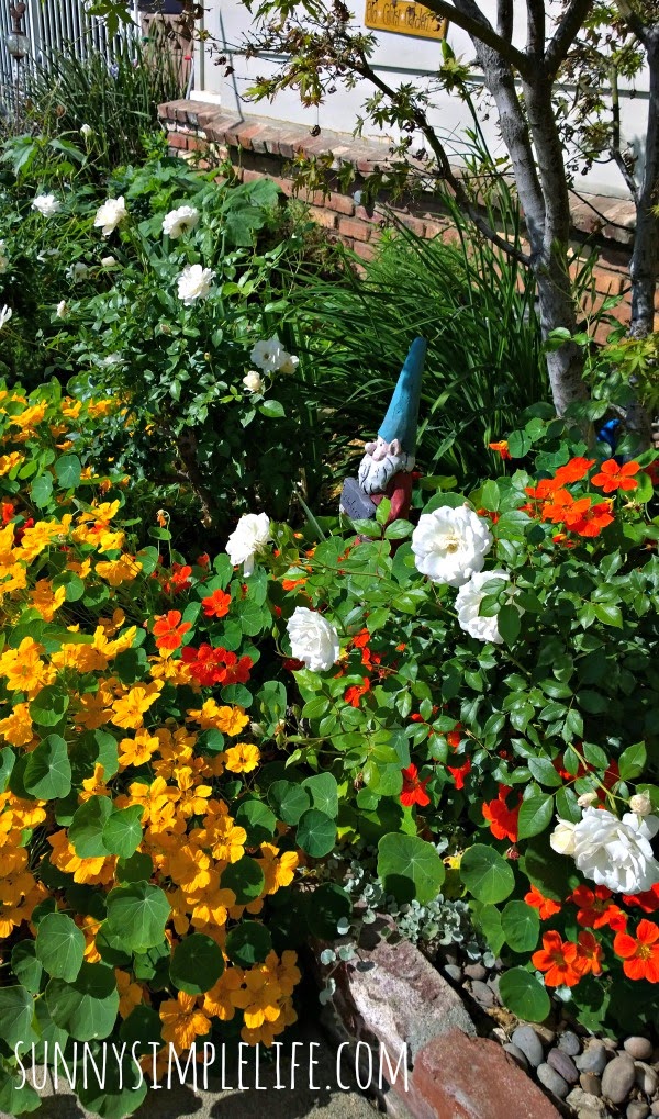 week in the garden and coop, spring cottage garden, nasturtiums, white roses, garden gnome