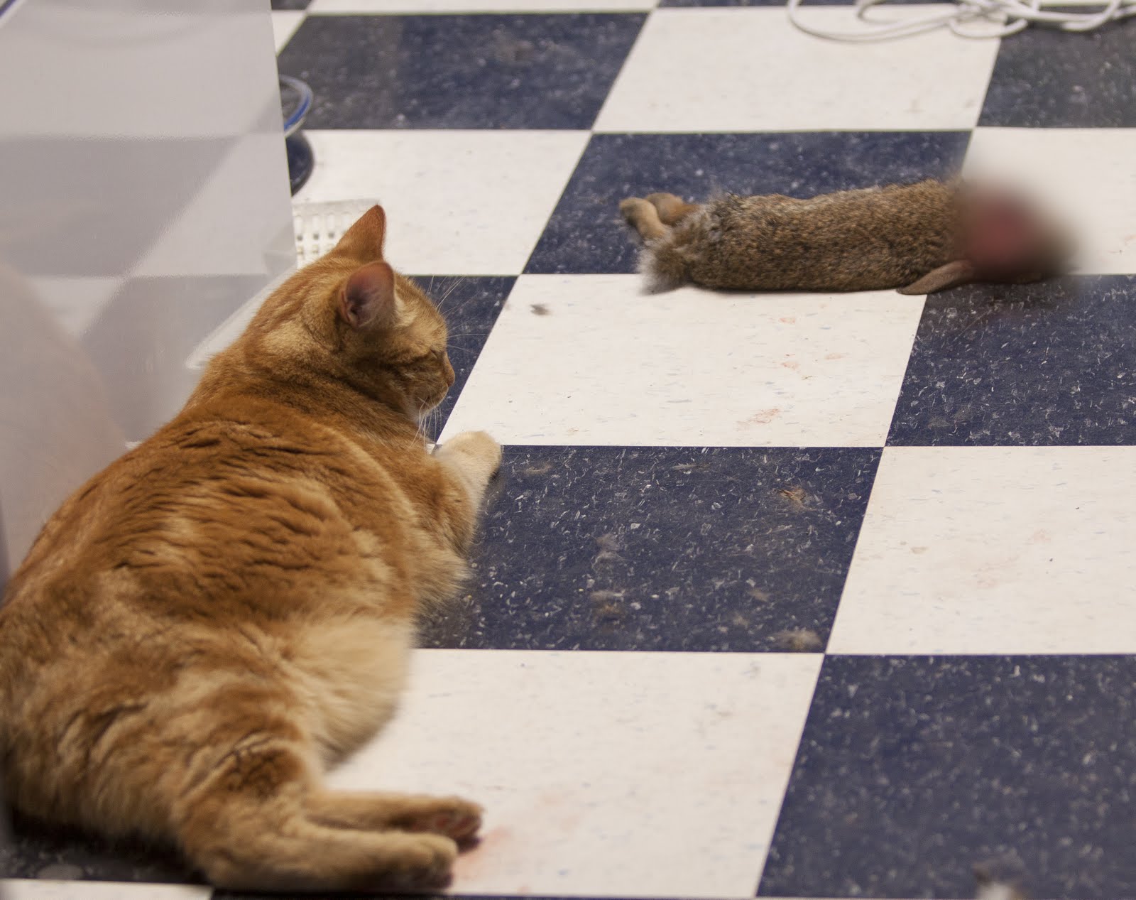 Gayle Tales See What the Cat Dragged In