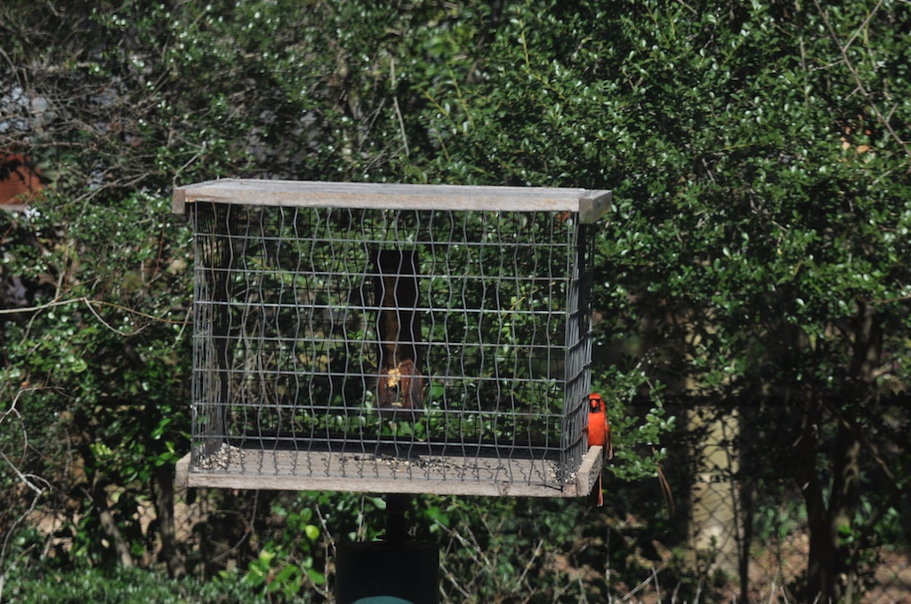 My Tern Grackleproof Cage Feeder