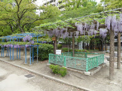 下福島公園（しもふくしまこうえん）の藤の花