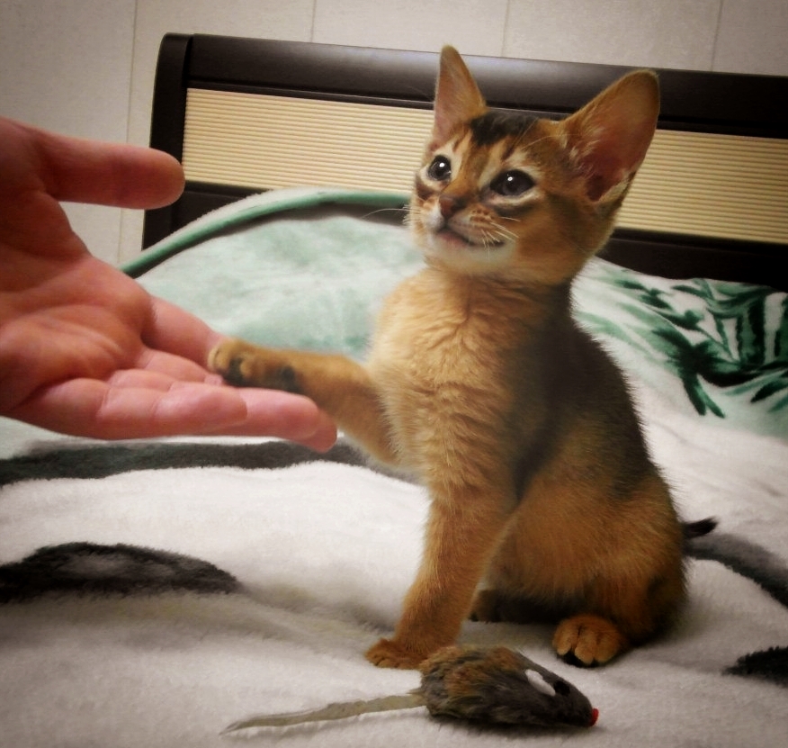 дай коте. кот приветствует. кошка кушает корм. дай коте. смешные кошки.