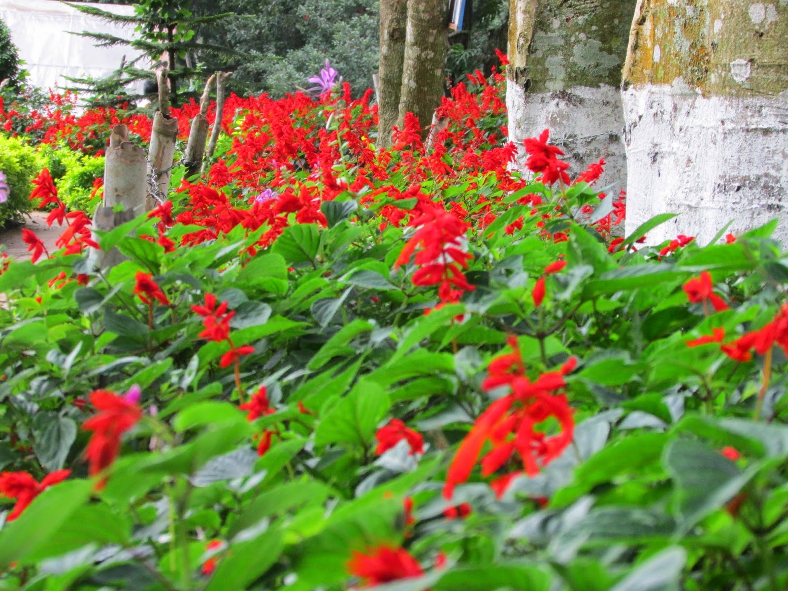 Tamilnadu Tourism Rose Garden, Yercaud