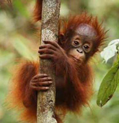 Orangutan di dahan pohon
