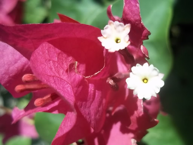 An image of Red Bougainvillea