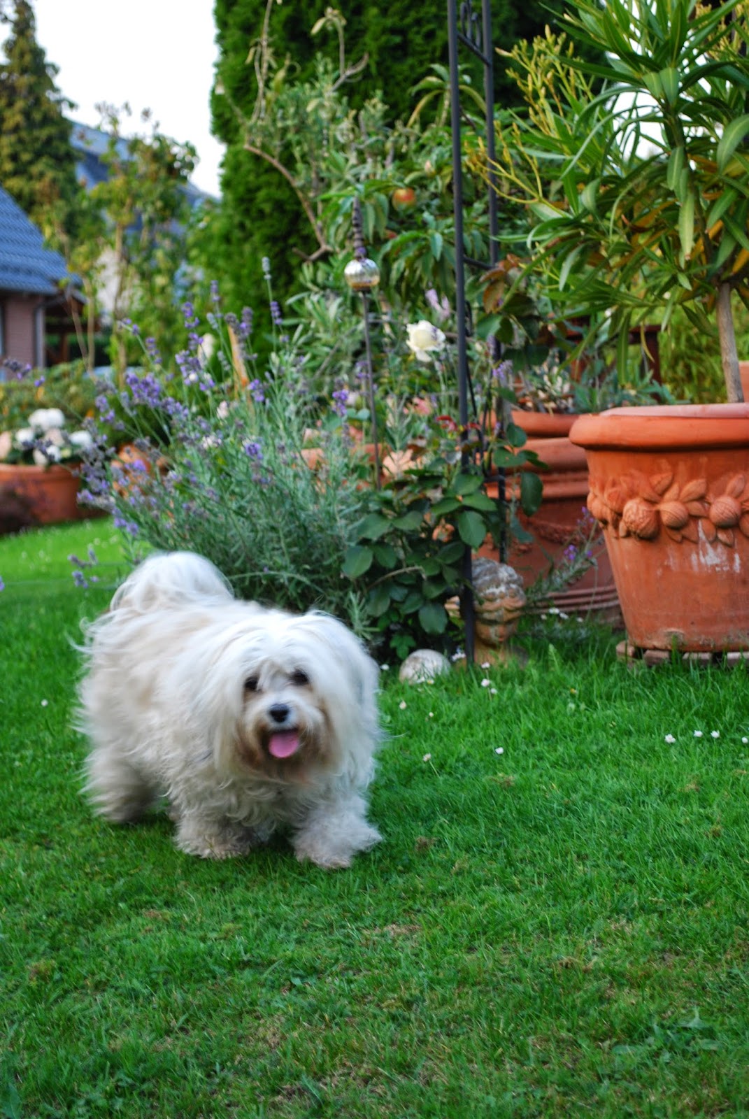 Infos über Havaneser Sie ist von uns gegangen