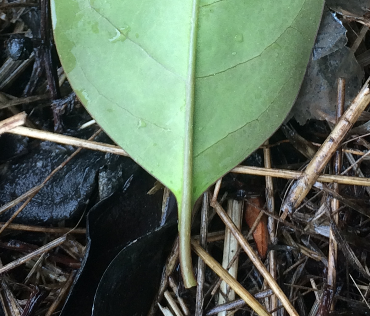 Plant Terminology Leaf Bases