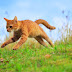 ¿Qué es el síndrome del gato volador?