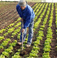 CULTIVO DE LA LECHUGA: MANEJO AGRONÓMICO DE CULTIVO