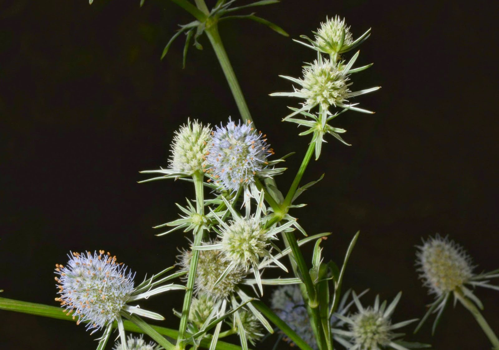 Nature Rambling August 28 2014 Ramble Report