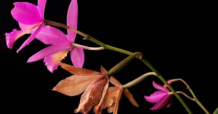 Orquídeas no Apê: Como Cortar a Haste da Orquídea
