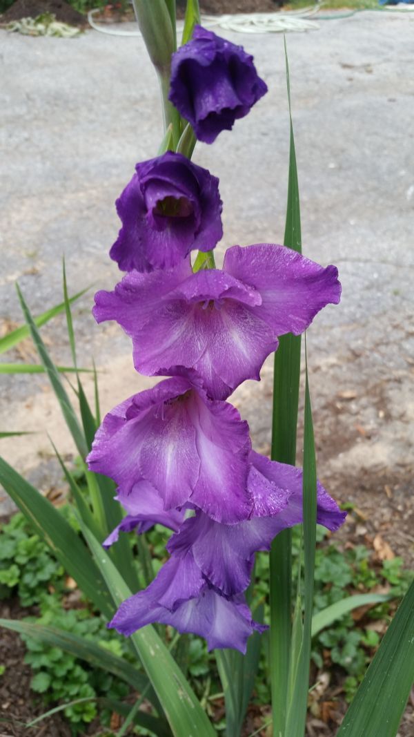 Future Plants by Randy Stewart Hardy Gladiolus