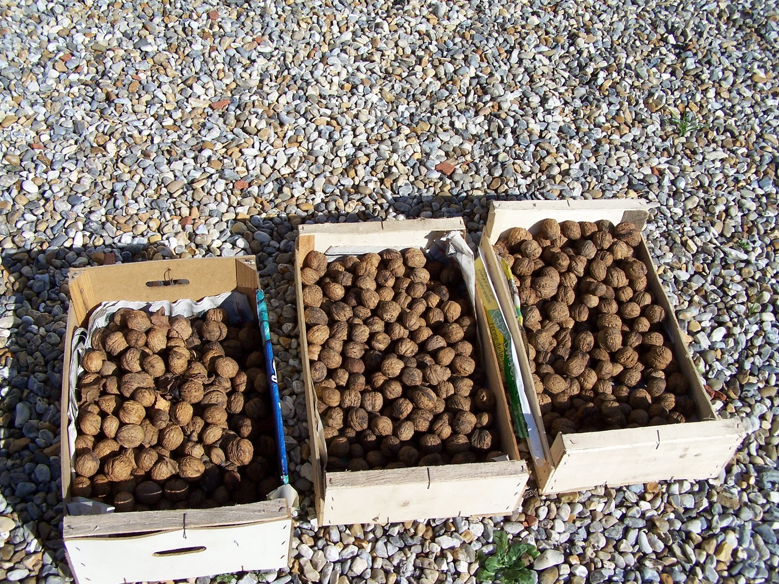 Mon secret pour ramasser les noix sans se baisser