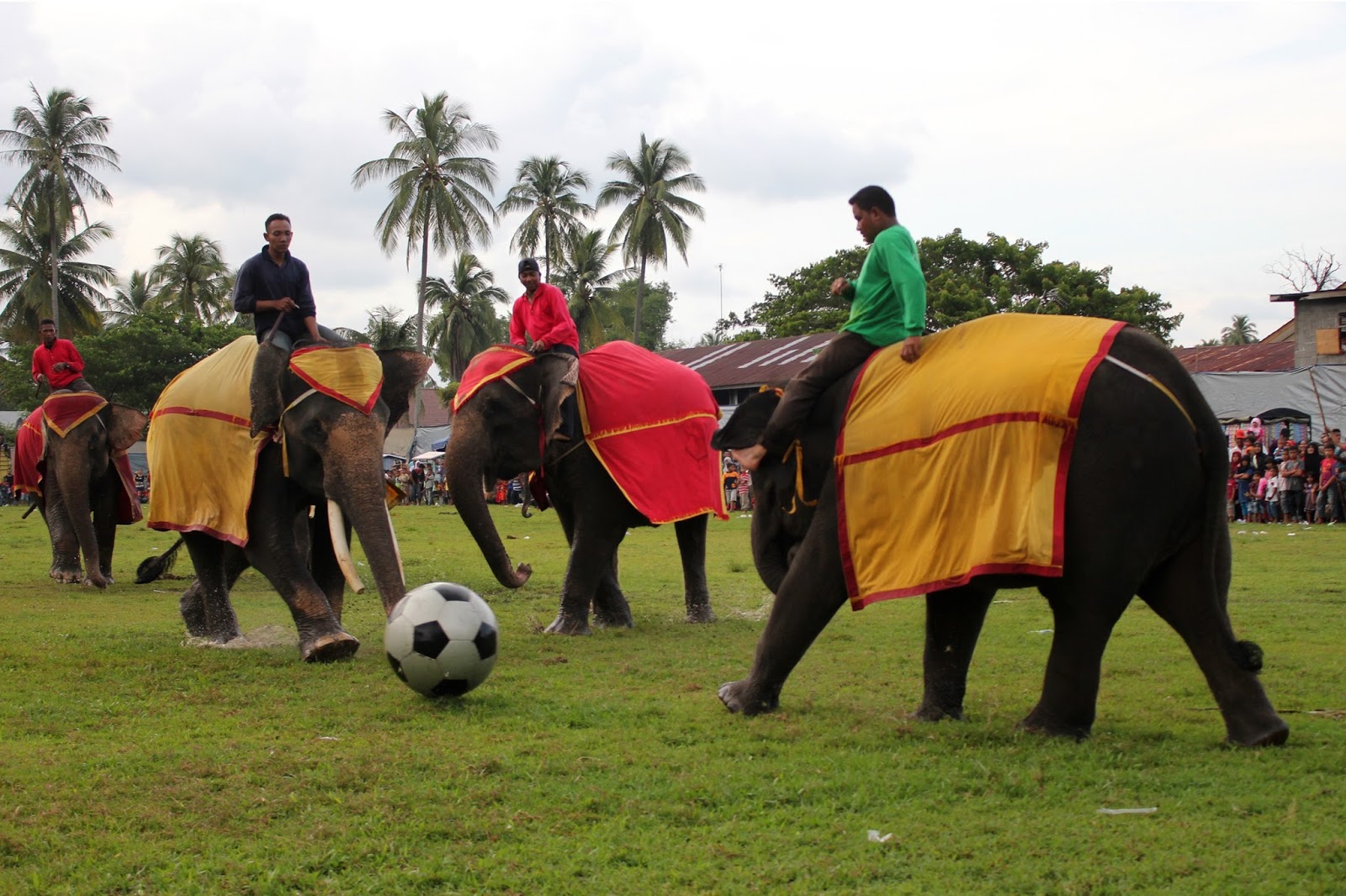 Sepadji Gallery: Kumpulan gambar Gajah indonesia