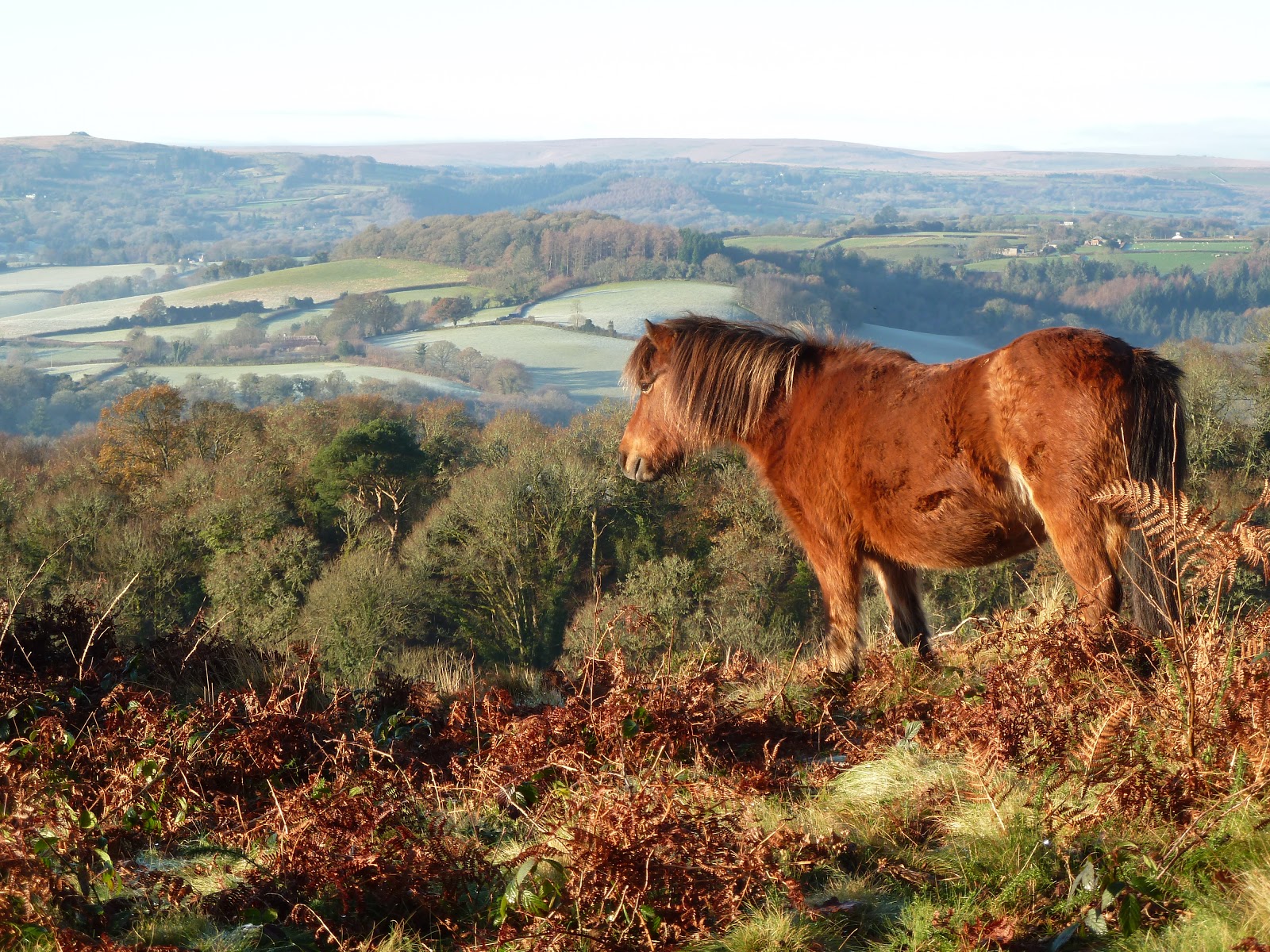 Eleanor Ludgate Blog Spot Dartmoor Pony