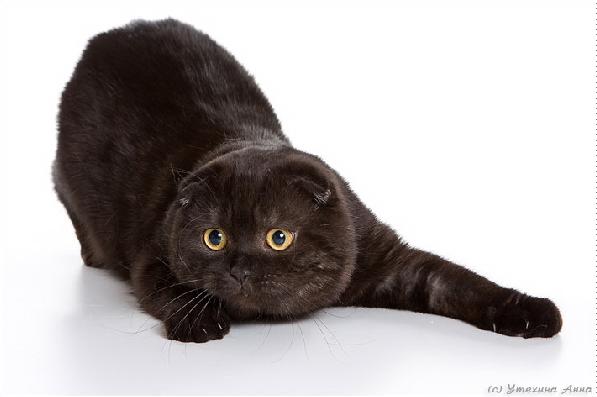 Scottish Folds Of Calgary Scottish Fold