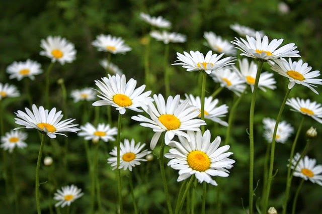 How to Plant and Grow Shasta Daisies