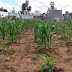 BAHIA / Morador planta milho e batata dentro de cemitério em zona rural na Bahia