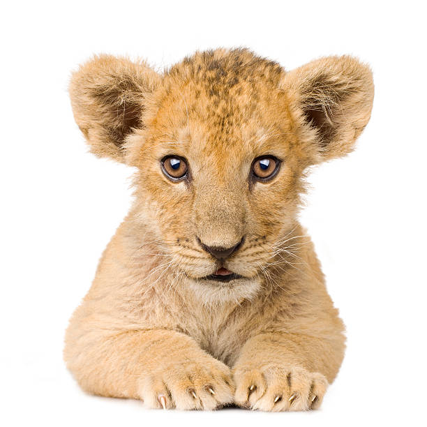 lion,lion cub,cub,lion cubs,lions,baby lion,white lion,cubs,baby lions,cute lions,misfit lion cub,cute,lion attack,lion vs,rare white lion cub,lion man,ion cub,cute lion,lion vs buffalo,lion cub documentary,lion (animal),cub lion,animals,lions cubs,lion whisperer,cute lion cubs,lion whisperer tv,nature,lion cubs playing,tiger cub,lion hunt,hyena cub,baby,lion sanctuary,lion babies,lion cubs documentary