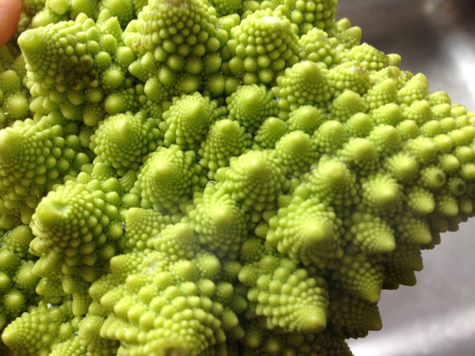 Romanesco Broccoli Can Dogs Eat Romanesco Broccoli Can Dogs Eat