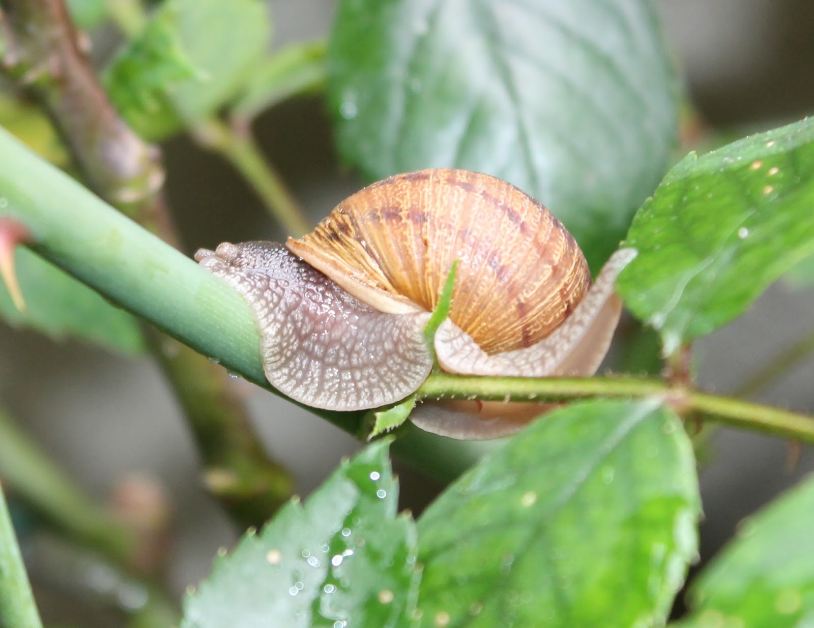 Our Garden Journal RAIN + SPRING = SNAILS