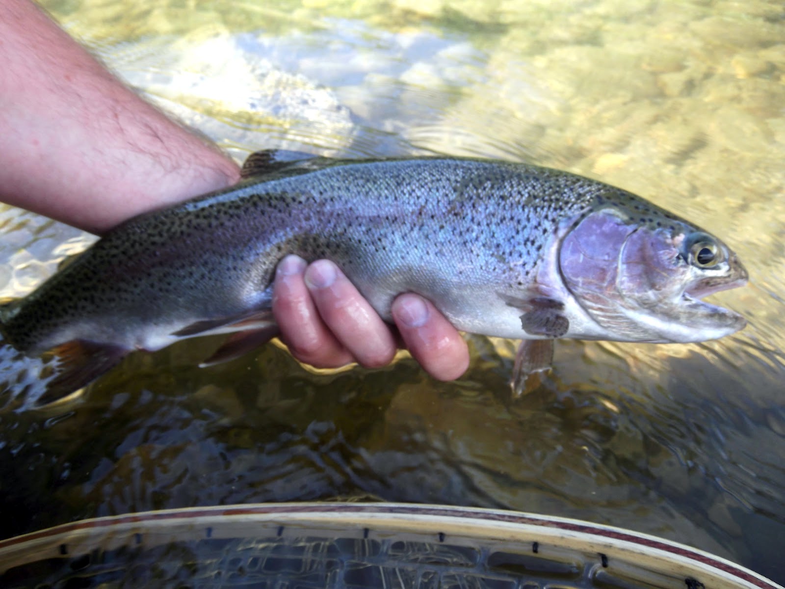 Central Pa Trout Bum Streamers!!!!!!!