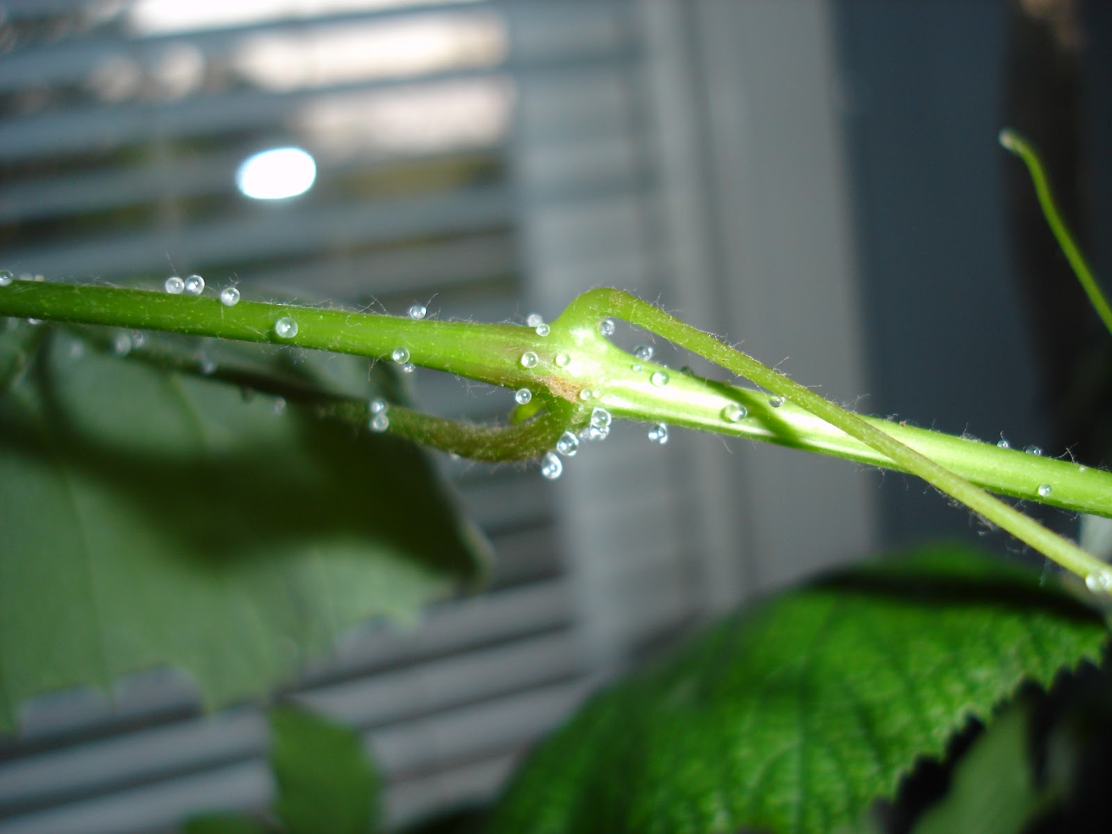 MOVING ON TO THE PAST Grape Vines Dripping Sap Indoors? (Solved!)