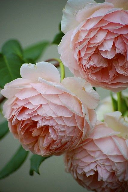 pretty light pink roses