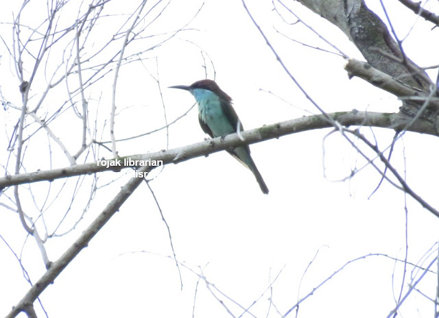 Blue throated Bee Eater in Bidadari Blue throated Bee Eater in Bidadari