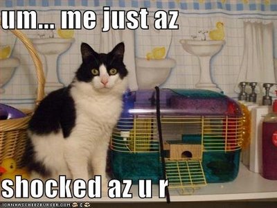 funny cat pictures with captions: FUNNY CAT CAPTIONS!!!