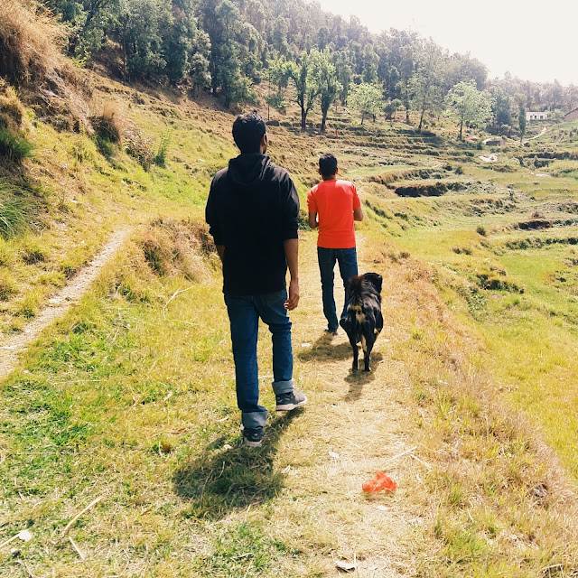 cool climate, greenery, warm people and many dogs cool climate, greenery, warm people and many dogs