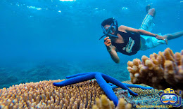 underwater wisata pulau harapan