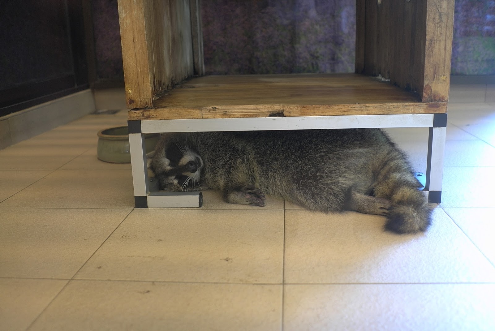 JE TunNel One of Top 10 largest Pet Shops in the World! CHEW THEAN