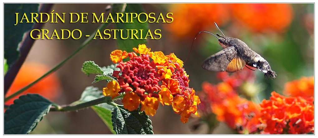 JARDÍN DE MARIPOSAS   de  GRADO - ASTURIAS