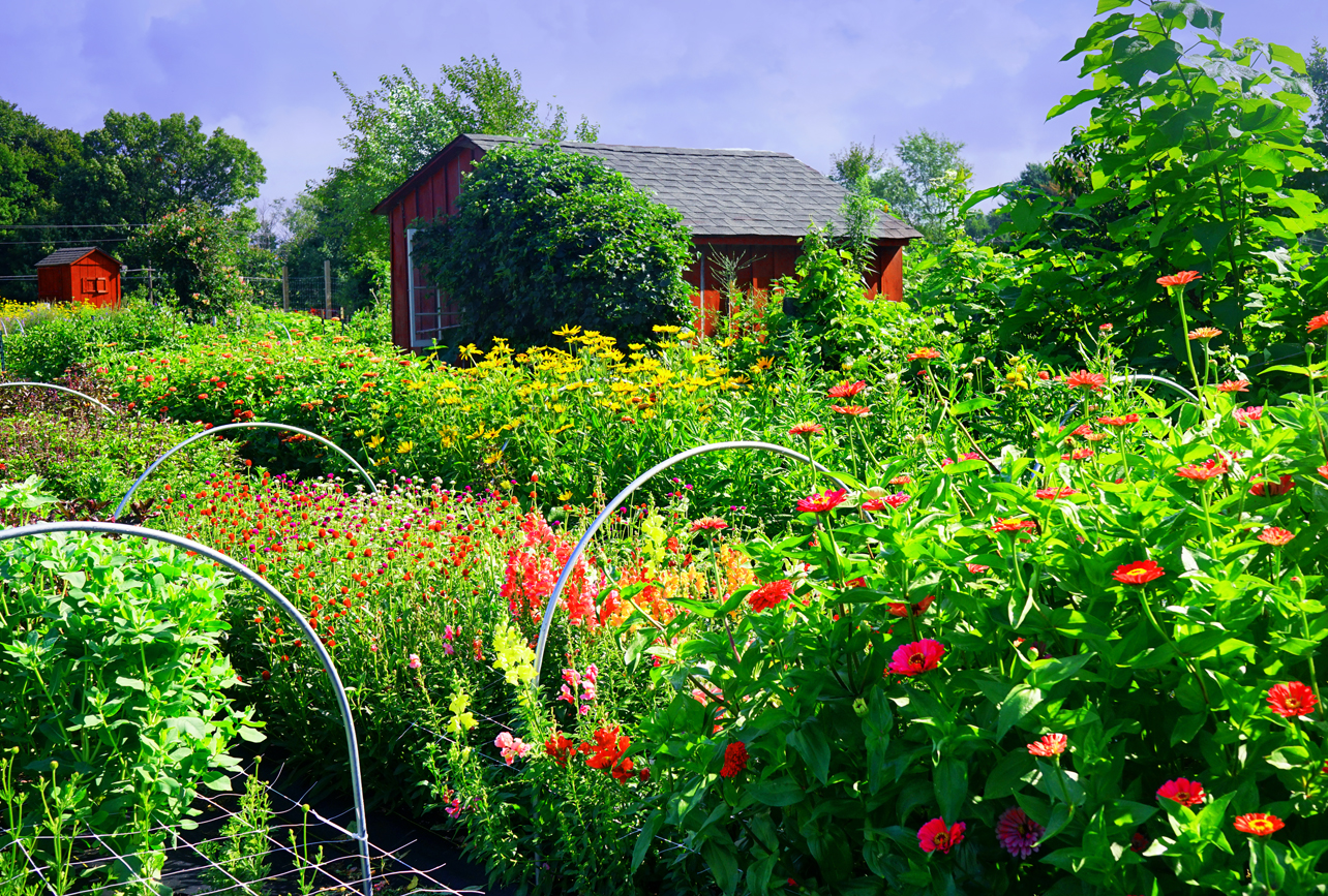 Frog Hollow Flower Farm 7242018