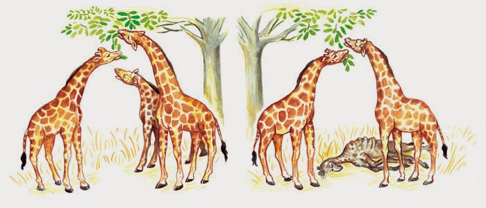 Teoria De Darwin Sobre Las Jirafas ingenieriageneticayevolucion.blogspot.com