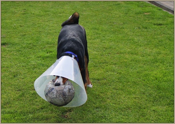 Appenzeller Sennenhund Bo