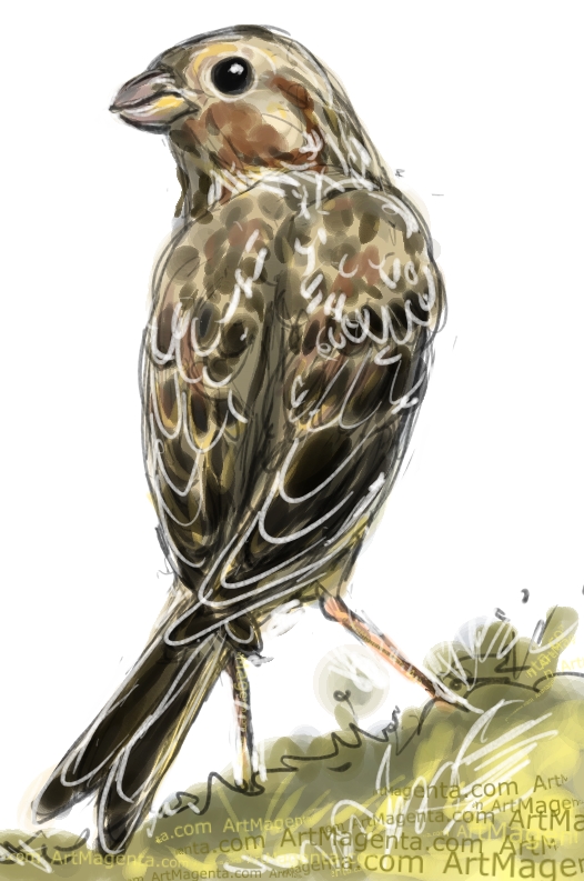 Corn Bunting Corn Bunting sketch painting. Bird art drawing by illustrator Artmagenta