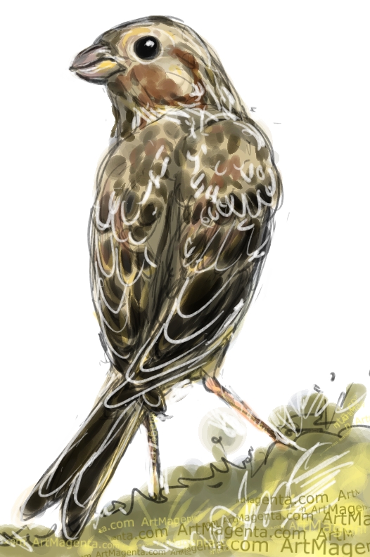 Corn Bunting sketch painting. Bird art drawing by illustrator Artmagenta