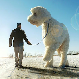 05-Flashback-Christopher-Cline-Juji-The-Giant-Dog-Photo-Manipulations-www-designstack-co