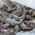 Frozen Shrimp Suppliers How to Choose Tips