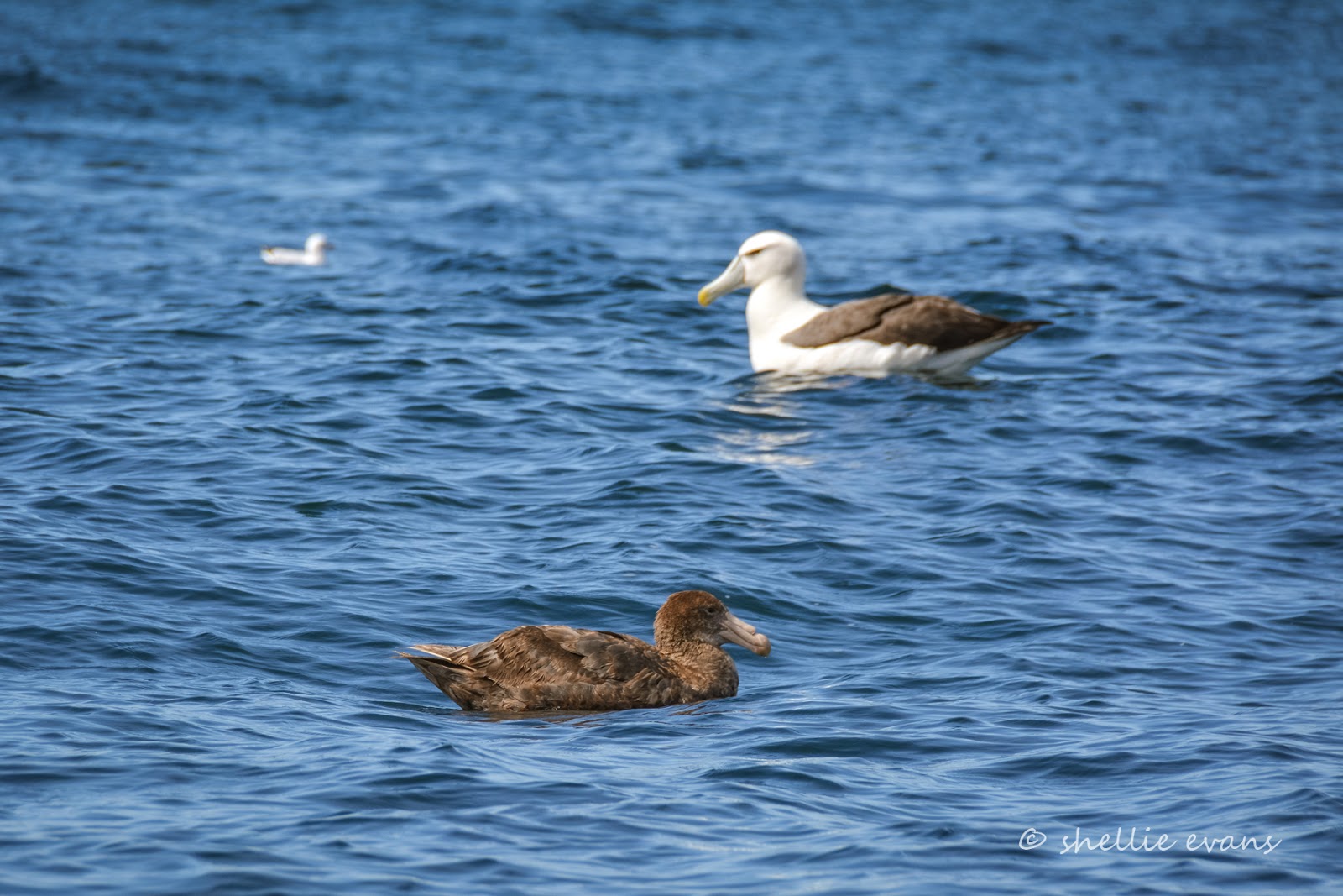 two go tiki touring birding bonanza stewart island part 3 albatross size comparison