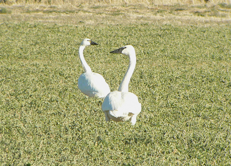 Pioneer Birding NV Common Crane 01/21