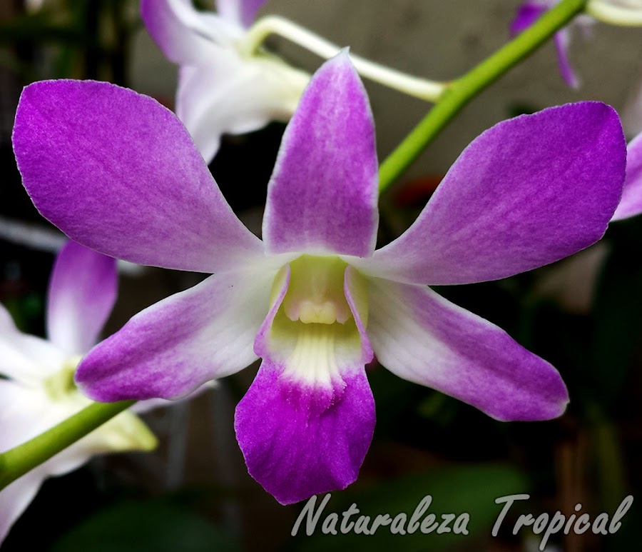 Flor de otra especie Dendrobium