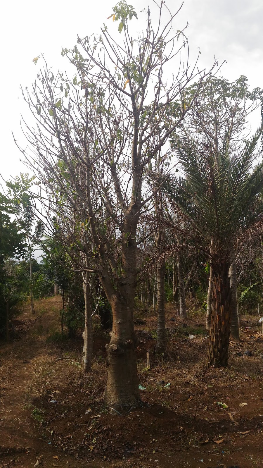 Tukang Taman Murah : Jual pohon baobab | tambleg | kaki gajah | adansonia