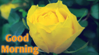 good morning good morning