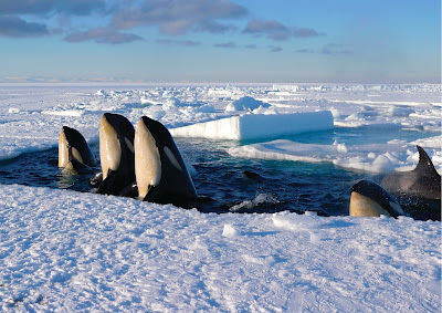 Killer Whales from Frozen Planet